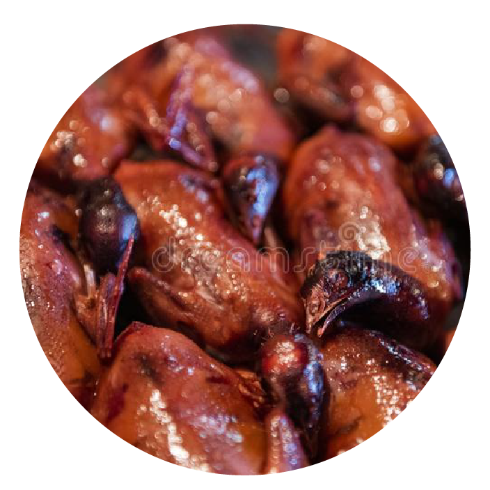 Dibi Pigeon